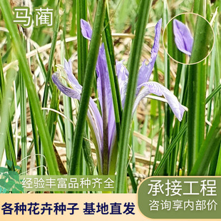 �R�A�����R�m����ͥԺֲ��G���@�ֹ����ù����o��ֲ���R�A�����l