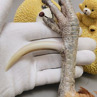 ��Ȼ�Ϲ��uצ�������u�����ִ��P����������Ƥ�l؛�Ϲ��uצ��