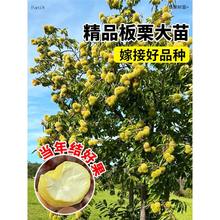 �����������ϱ����Nֲ���Ә��������w����������Y���޽�ˮ����