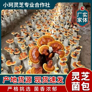 小柯活体灵芝花富贵花带养料水分灵芝花一富贵花灵芝花