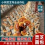 活体小柯水分富贵花富贵花