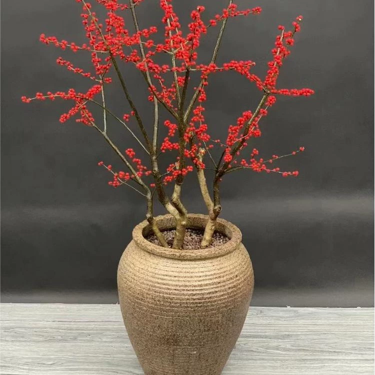 Импортные североамериканские растения падуба в горшках с красными фруктами для отправки общественных деревьев Цветы в канун Нового года настоящие цветы морозостойкие цветы Саженцы североамериканского падуба