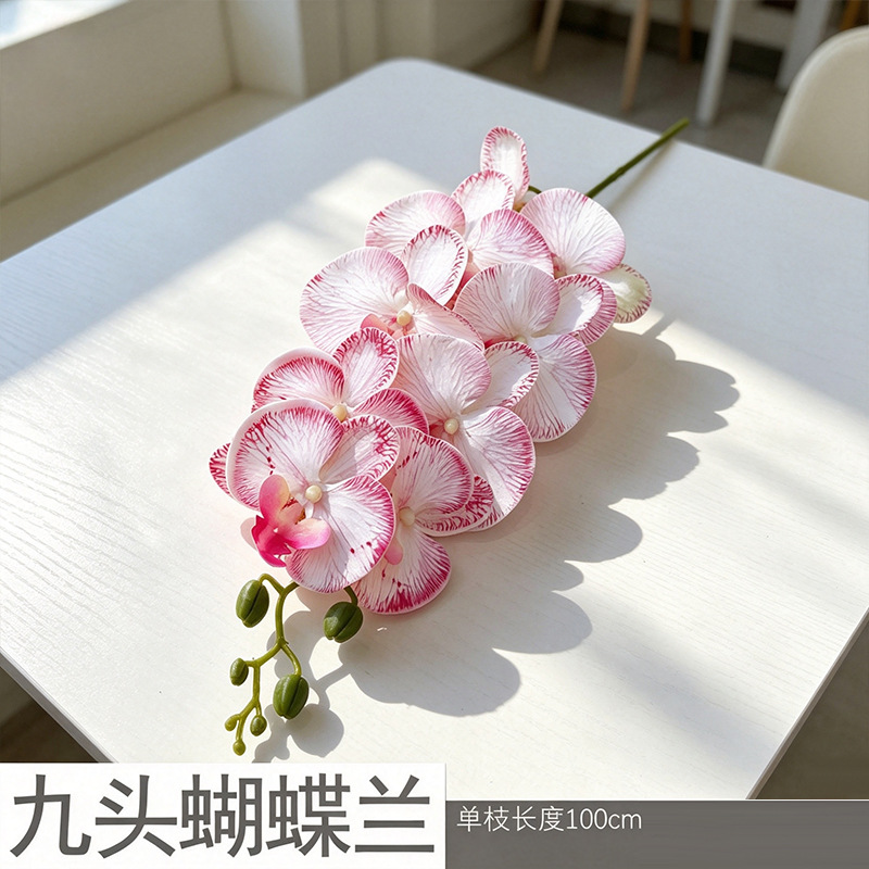 3D Phalaenopsis mới/hồng nhạt và trắng