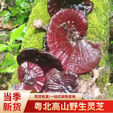 粤北南岭野生灵芝营养丰富人工采摘野灵芝滋补炖汤泡酒营养野灵芝