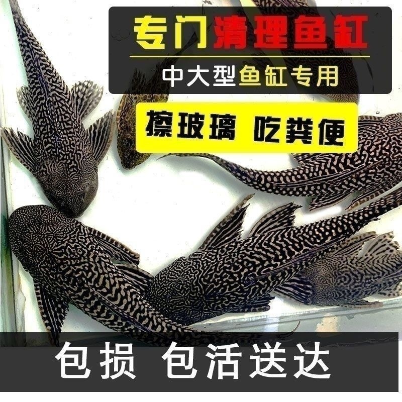 Fish Tank Cleaner Fish Queen Tool Sucker Cleaner for Tropical Fish Ornamental Fish