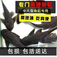 Где‑то очищающие рыбы-кильки для аквариума Pleco — рыбки-поглотители с присасывающим ртом, живые декоративные, размеры 3–9 см, один или мультиупаковка