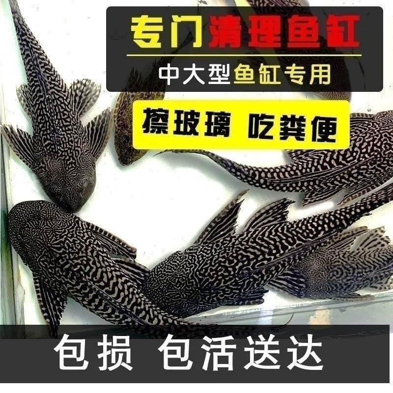 Где‑то очищающие рыбы-кильки для аквариума Pleco — рыбки-поглотители с присасывающим ртом, живые декоративные, размеры 3–9 см, один или мультиупаковка