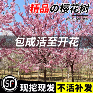 �ձ�����ͥԺ���������ϱ����Nֲ�Tǰ��լ�G�����̴����L����