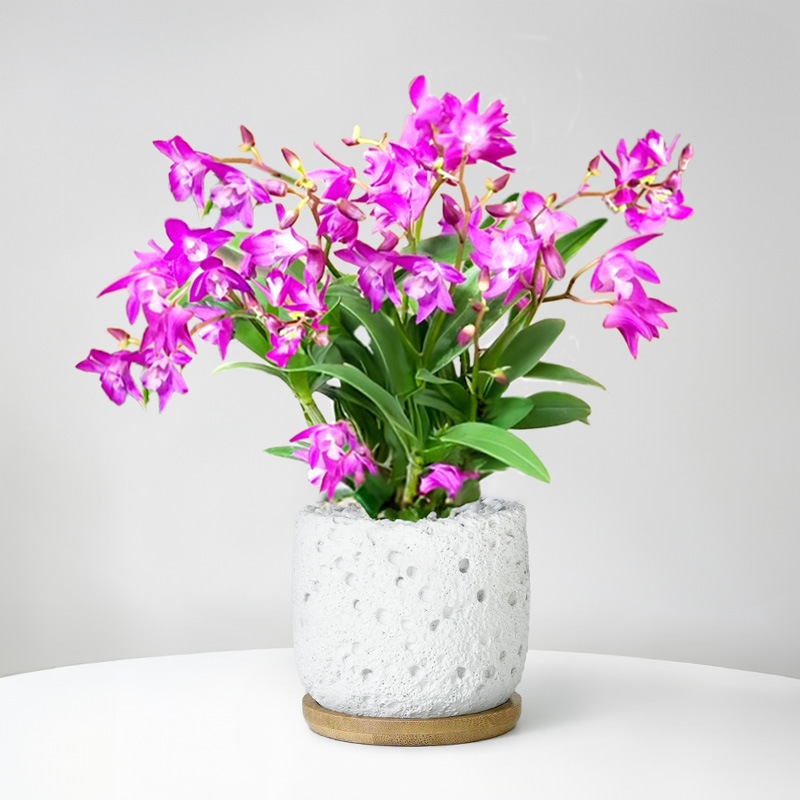 Perfume dendrobium orquídea planta en maceta con brotes de flores flores de cuatro estaciones flores de interior plantas verdes de oficina orquídea de escritorio bonsai