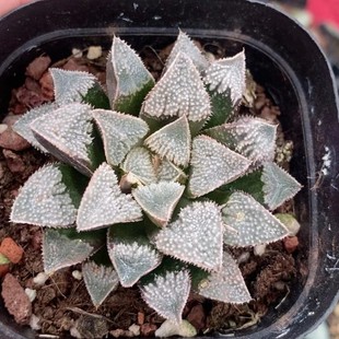 Japanese Green Plant Potted Landscape Succulent Greenhouse Wholesale Agave Cactus Haworthia