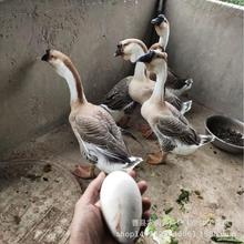 ڪ{^ZÓZN{^ZwҪ{^ZrСZ緱