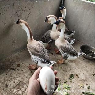 ���ڪ{�^�ZÓ���Z���N�{�^�Z����w�Ҫ{�^�Z����r��С�Z�緱��