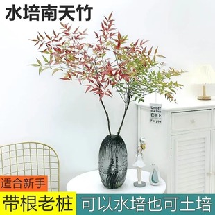 Water-Cultured Indoor Nandina Bamboo Potted Plant, Cold-Resistant with Roots, Hydroponic Lazy Nandina Bamboo Hydroponic Plant Flower Market
