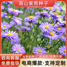 高山紫菀种子荷兰菊四季易种室外庭院阳台景观花海多年生耐寒花种