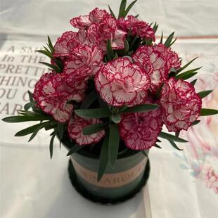 Carnation Potted Plant with Buds, Double-Petaled Dianthus Flower Seedlings, Indoor Balcony Courtyard Green Plants, Four-Season Flowering Potted Plants