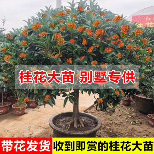 һl𻨴硿𻨘eÝͥԺ