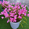 Wind and rain orchid ball pink and rainy orchid plant potted ball root flowers flowing four seasons flowers green plant leek ball seedlings and rain orchid