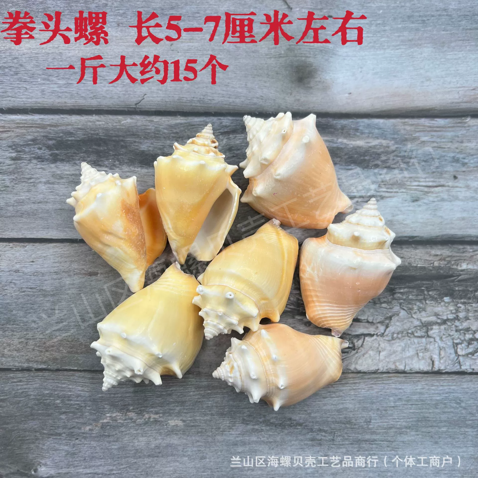 Shell Natural Shell Conch Stars Drifting Bottle Shell Crafts Wholesale Diy Handmade Shell Materials