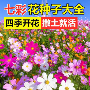 �ļ����N��˹�ջ����׻�̫ꖻ��ܷN��Ұ���M�ϻ����ղݸ�ɣ ���N