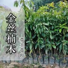 �Ĵ���z�ľ���z������FС�~�E骘����z�ľ���ľ����