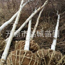 大量批发【白桦树】单株白桦 丛生白桦产地直发规格齐全