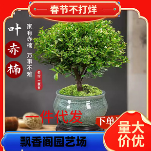 һ�����lС�~����Ϙ��辰��ֲ�ﻨ��΢���^ˮ���k���҃Ⱥ��B�ļ�