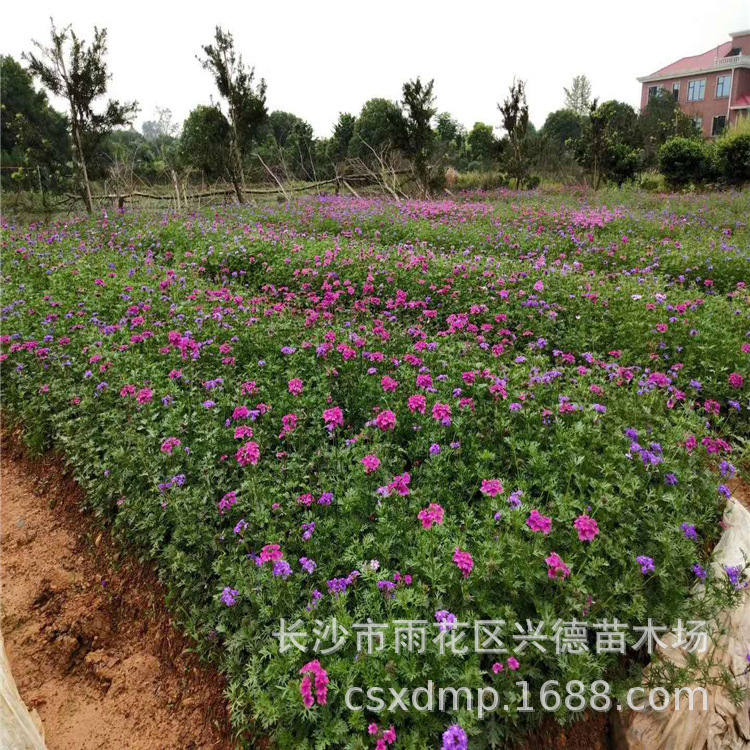 微信图片_202003041114301