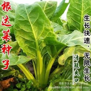 �G���_�˷N�Ӿ��_�������Ұ�˷N���߲˴��������˷N���ļ��ﶬ��