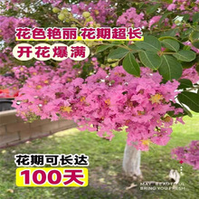 紫薇树苗庭院美国红火箭盆栽别墅庭院花卉植物绿化四季盆栽紫薇花