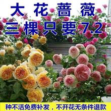 四季开花蔷薇花苗花卉盆栽室内外爬藤勤花绿植物藤本月季玫瑰花苗