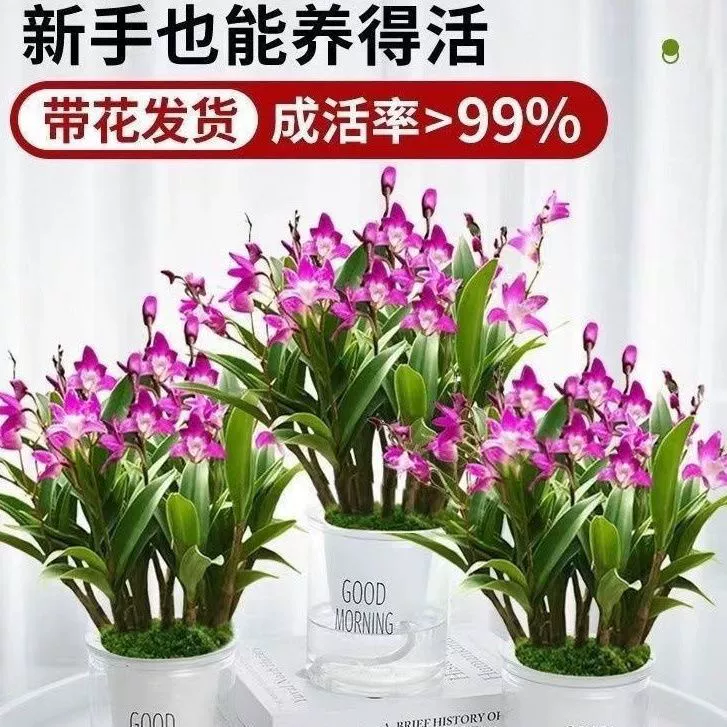 Парфюм Дендробиум Австралийский бутон с сильным ароматом комнатный гидропонный цветок легко выращивать орхидею с зеленым растением в горшке для гостиной и офиса