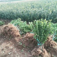 苗圃直销绿化灌木四季常青冬青苗耐寒耐旱大叶黄杨绿篱大叶黄杨球