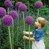 Big flower onion potted onion flowers outdoor green plants, cold -resistant heat -resistant flower and green onions, suitable for lazy flowers to plant