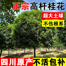 �ߗU�𻨘���@�־G������ͥԺ�e�������ļ����ͺ�ֲ���е��L����