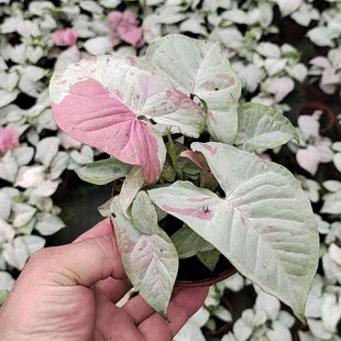 ������ֱ����С�����^�~ֲ��Ϲ���W�tֲ�� 100#ţ�̺Ϲ���