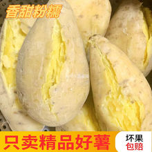 广东潮汕农家现挖精品好薯价现挖白皮黄心板栗薯一件代发直销包邮