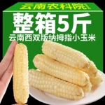云南特产西双版纳香糯拇指小玉米袋装香甜软糯傣家白糯珍珠玉米棒