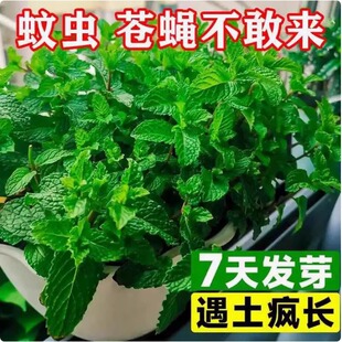 �ļ����N��ʳ�ñ��ɷN�����m�㙎����؈���ɻ��N�҃��������Ի��N