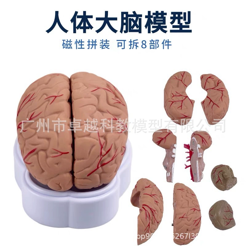Brain model Brain function area color division model Human brain anatomy human cerebral artery structure cerebrovascular nerve