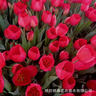 Balcony Garden Beautiful Tulips Wholesale Large Number of Seasonal Flowers and Plants Tulip Seedlings Qingzhou Base