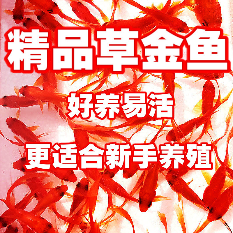 观赏鱼 金鱼苗 养不死金鱼小鱼活鱼小宠物好养耐活养不死的小金鱼