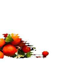 ���ڼt���Ә���������Դ��t��������Ʒ�N�ϱ����Nֲ����ɰ������