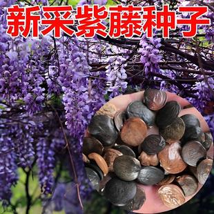 ���ٷN���ذ����ٻ��绨�ܷN������ֲ�ﻨ�N�ݰ����ٷN���ļ��ɲ�