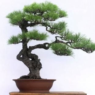 �~�[8�辰��Ʒ�Ĵ�Ƥ�����~����һ����ɴ�ں��ɱ�֮һ�Ϻ���