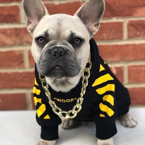 Corgi Schnauzer French Bulldog Pet Trend Brand Instagram Dog Sweatshirt Prank Autumn Winter Sports Dog Clothes