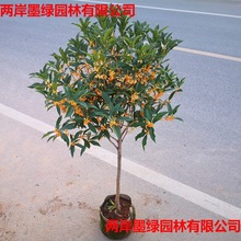 �ļ�����ͻ��ܰ���ͥԺԭ���ߗU������̨�w��������Թ𻨘���
