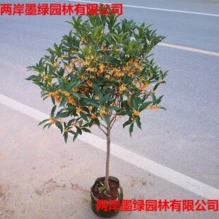 �ļ�����ͻ��ܰ���ͥԺԭ���ߗU������̨�w��������Թ𻨘���