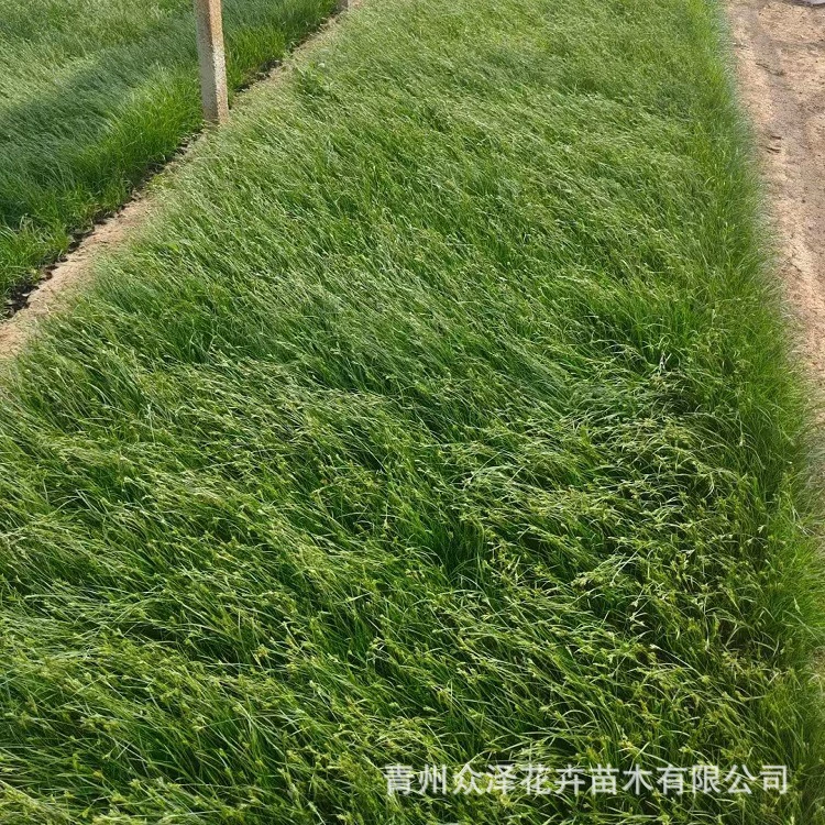 Green Carex Multi-Bud Пищевой горшок Трава Озеленение Растения Посадка под открытым небом Общественный парк Озеленение Противоскользящая трава