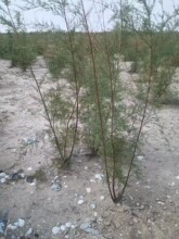 �f������С�^�G���F���}�ɼt�����}�|�ͺ�ֲ��