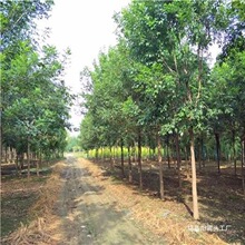 大型金叶白蜡风景树耐行道白蜡小苗白蜡树风景白WZX庭院绿化苗蜡